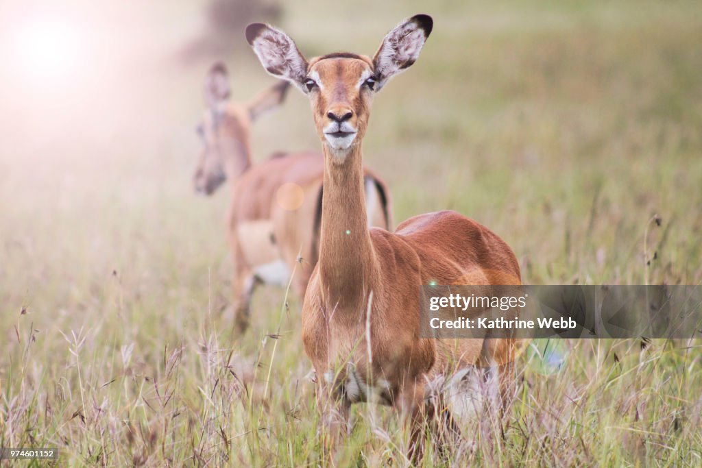 Impala in a grassy field.