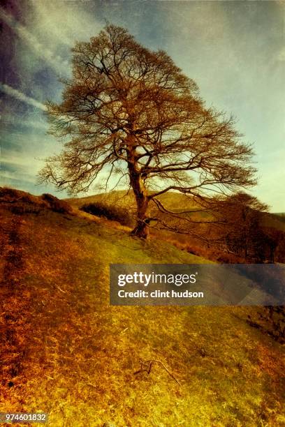 the one tree - clint hill stock pictures, royalty-free photos & images