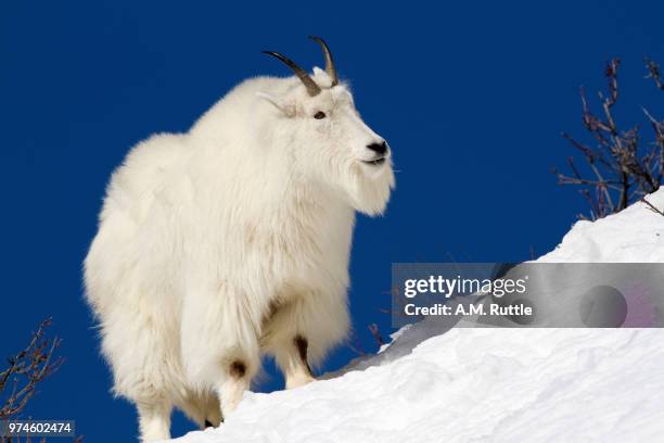mountain goat on blue - mountain goat stock pictures, royalty-free photos & images
