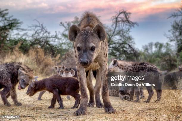 spotted hyena (crocuta crocuta) family, botswana - spotted hyena stockfoto's en -beelden