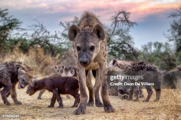 spotted hyena (crocuta crocuta) family, botswana - hyena bildbanksfoton och bilder