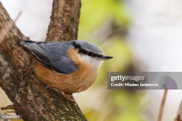 kleiber (sitta europaea) - sitta stockfoto's en -beelden