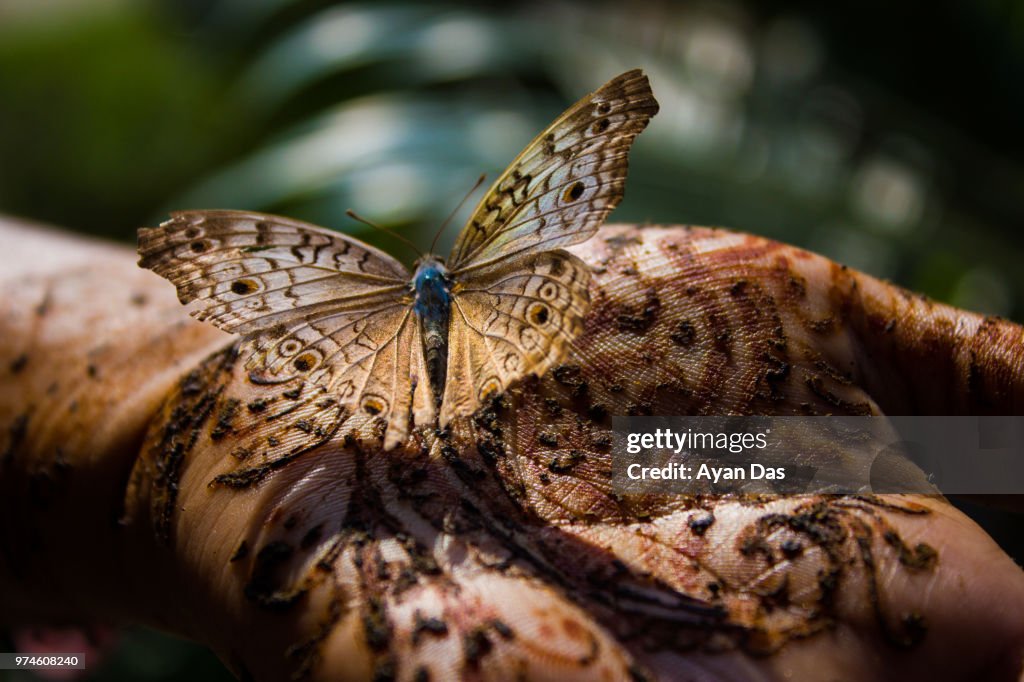 Camouflage