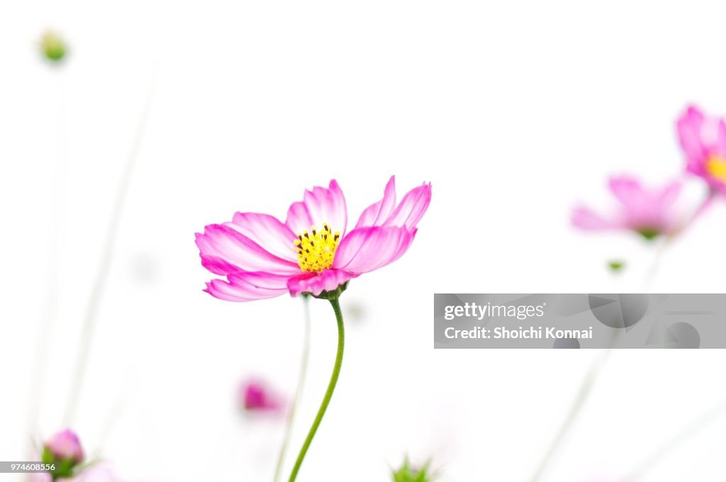 Comos flower, Tokyo, Japan