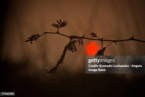 sunset, sun and acacia branch with leafs - benguela stock pictures, royalty-free photos & images