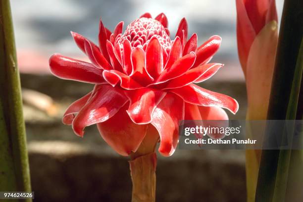 red torch ginger (etlingera elatior) flower - ginger flower stock pictures, royalty-free photos & images