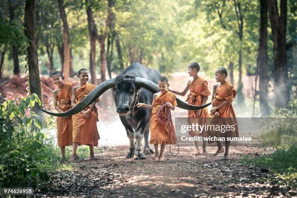 monks and buffalo - camboya fotografías e imágenes de stock