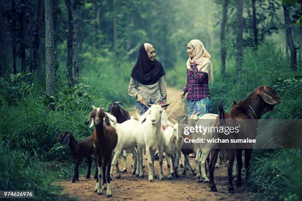muslim goat girl - indonesian farmer 個照片及圖片檔