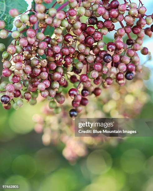 prelude to elderberry pie - penticton stockfoto's en -beelden