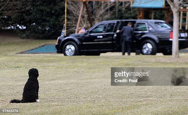 President Barack Obama's family dog "Bo" waits for the president on March 5, 2010 in Washington, DC. Obama earlier today in Virginia delivered...