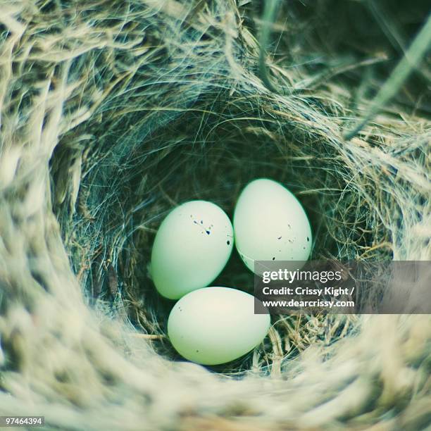 three eggs in a bird's nest - chillicothe stock pictures, royalty-free photos & images