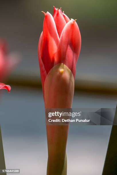 red torch ginger (etlingera elatior) flower bud 1 - ginger flower stock pictures, royalty-free photos & images
