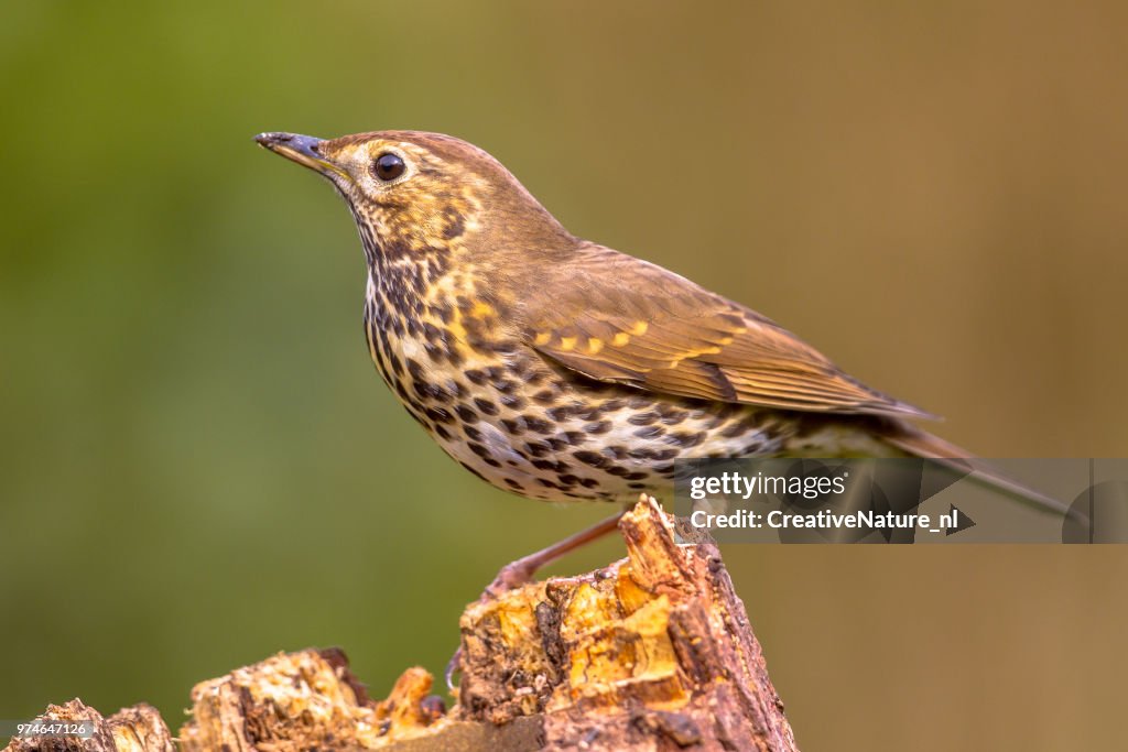 Song Thrush perched on log