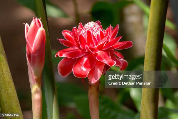 red torch ginger (etlingera elatior)  bud and flower. - bastão do imperador imagens e fotografias de stock