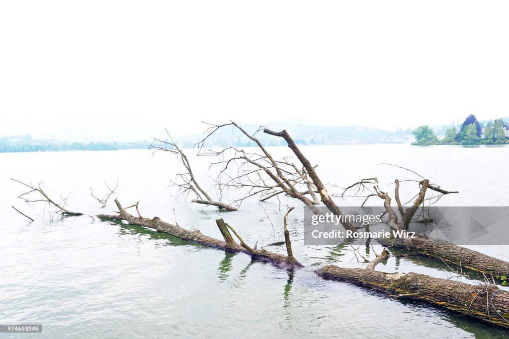 Dead tree trunk immersed in Lake Lucerne