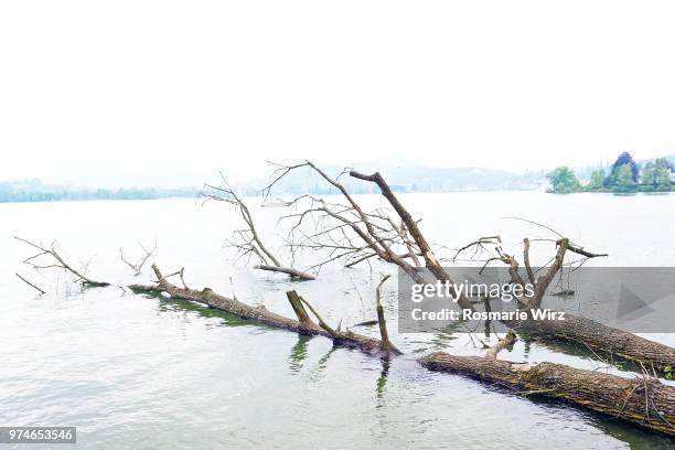 dead tree trunk immersed in lake lucerne - dead plant stock pictures, royalty-free photos & images