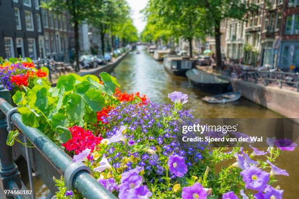 springtime view in amsterdam with the famous canals - sjoerd van der wal stock-fotos und bilder