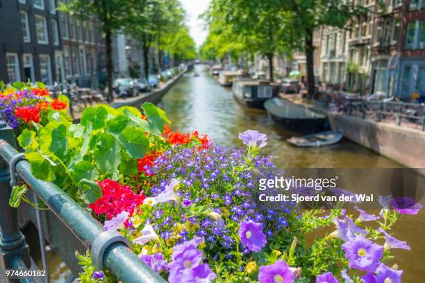 springtime view in amsterdam with the famous canals - sjoerd van der wal or sjocar fotografías e imágenes de stock