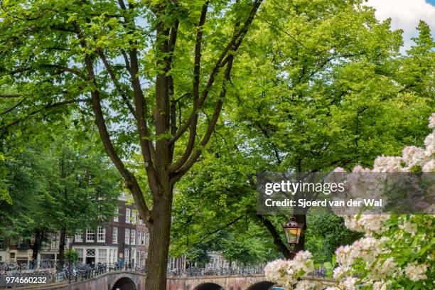 springtime view in amsterdam with the famous canals - sjoerd van der wal stock-fotos und bilder