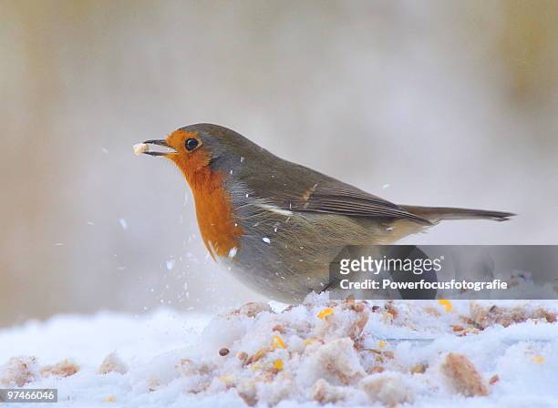 robin - powerfocusfotografie stock pictures, royalty-free photos & images