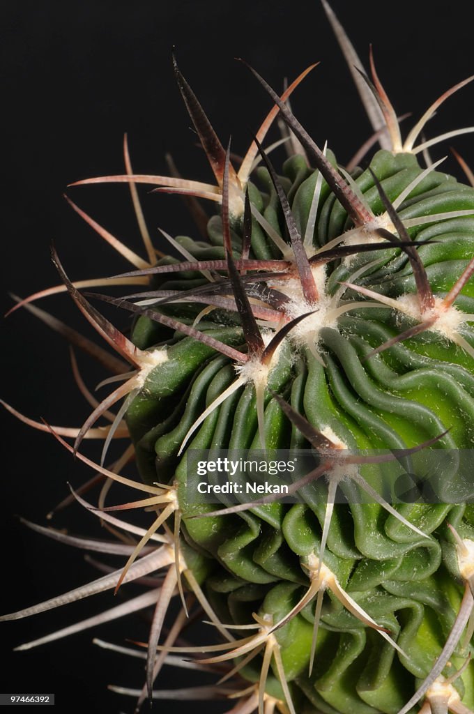 Spines of a cactus isolated on black.