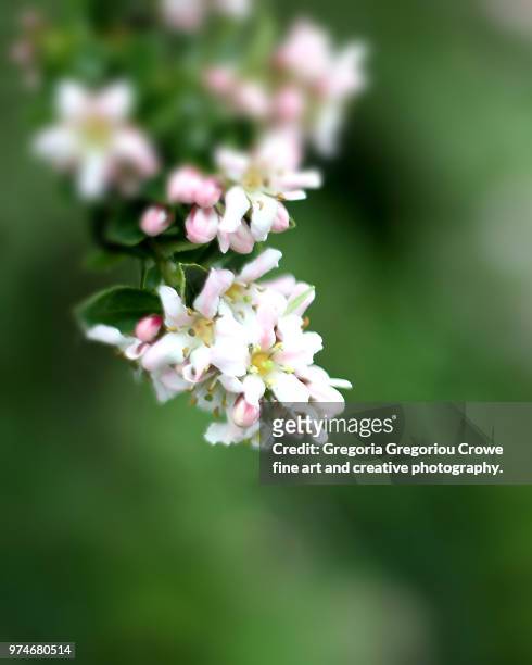 pink blossoms - gregoria gregoriou crowe fine art and creative photography. imagens e fotografias de stock