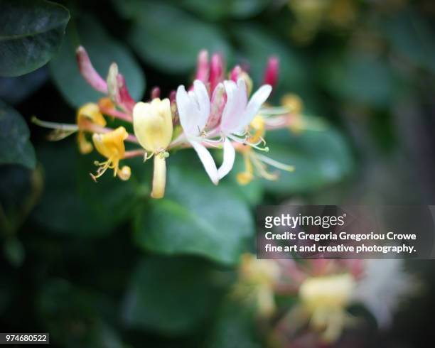 honeysuckle blossoms - gregoria gregoriou crowe fine art and creative photography. imagens e fotografias de stock