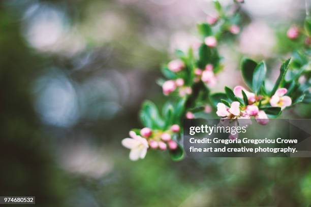 pink blossom - gregoria gregoriou crowe fine art and creative photography foto e immagini stock