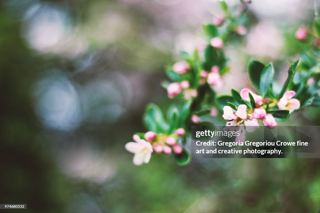 Pink Blossom