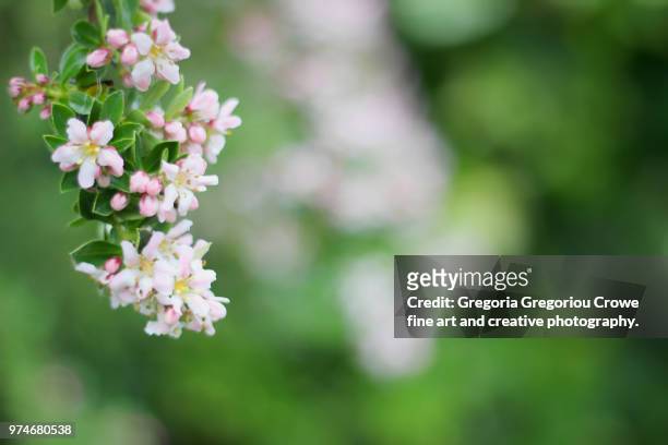 pink blossom - gregoria gregoriou crowe fine art and creative photography. imagens e fotografias de stock