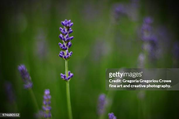 lavender flower - gregoria gregoriou crowe fine art and creative photography. imagens e fotografias de stock