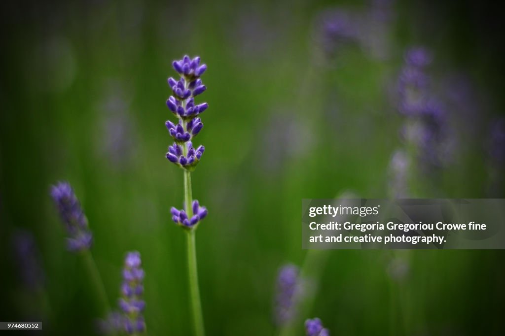 Lavender Flower