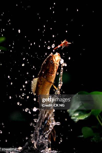 fish catching dragonfly, bukit merah lake, perak, malaysia - perak state stock pictures, royalty-free photos & images