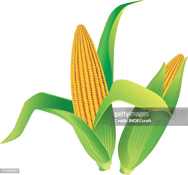 corn - greenleaf stock-grafiken, -clipart, -cartoons und -symbole