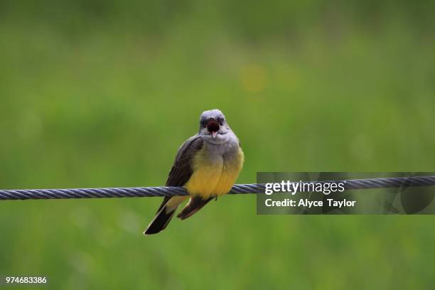 Higher Perch 3,751 High Perch Stock Photos, High-Res Pictures, and Images - Getty Images