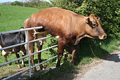 Cow and Gate.