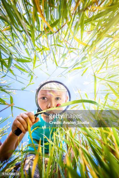 bambino guarda attraverso la lente d'ingrandimento una coccinella nell'erba nel prato - curiosity foto e immagini stock