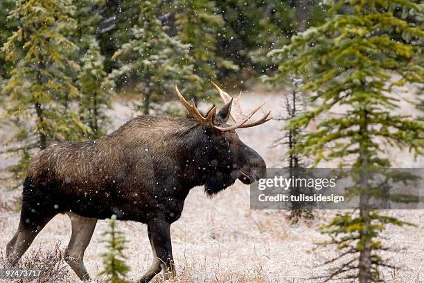 bull moose in snow fall - canada moose stock pictures, royalty-free photos & images