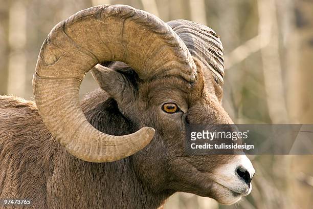 close-up of brown bighorn sheep - ram stockfoto's en -beelden