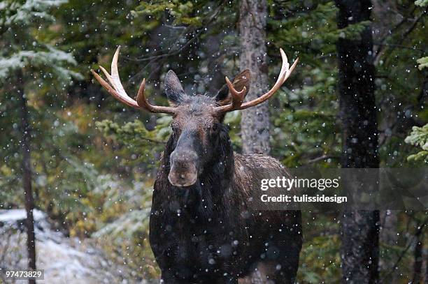 bull moose im schnee herbst - kananaskis stock-fotos und bilder