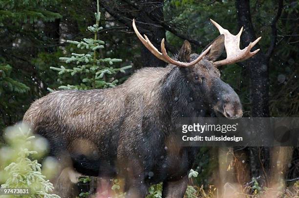 a bull moose outside in the snow - moose face stock pictures, royalty-free photos & images