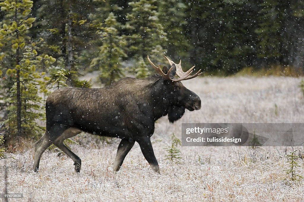 Bull Moose in Snow Fall