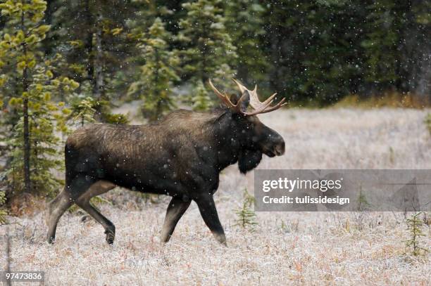 bull moose in snow fall - moose stock pictures, royalty-free photos & images