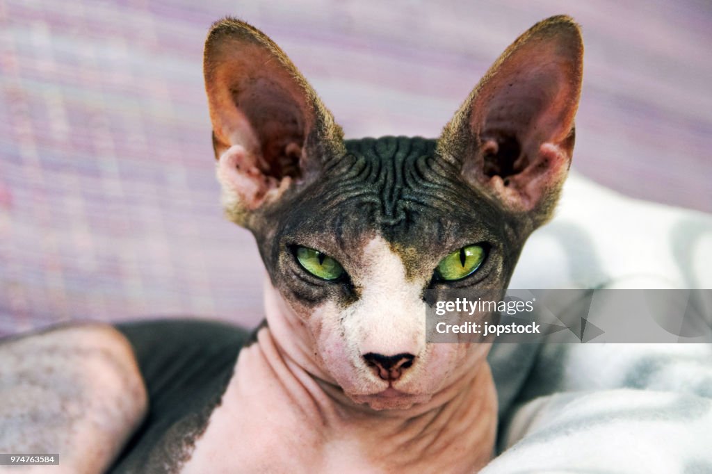 Portrait of a Sphynx cat
