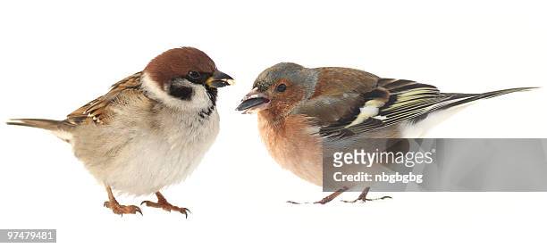 chaffinch and sparrow - chaffinch stockfoto's en -beelden