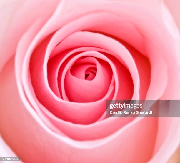 close-up of pink rose - renzo gherardi foto e immagini stock