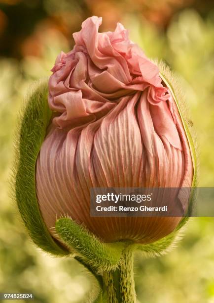 blooming pink poppy close-up - renzo gherardi foto e immagini stock