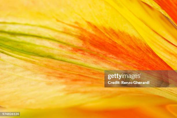 flamed flower - renzo gherardi stock pictures, royalty-free photos & images