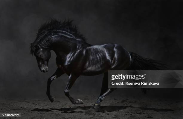 galloping black horse - black horse stockfoto's en -beelden