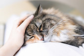Closeup portrait of one sad calico maine coon cat face lying on bed in bedroom room, looking down, bored, depression, woman hand petting head